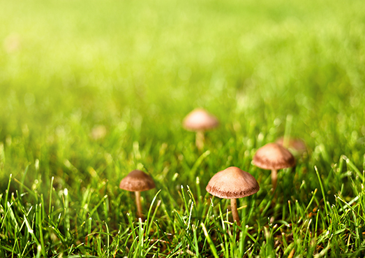 brown mushrooms in lawn
